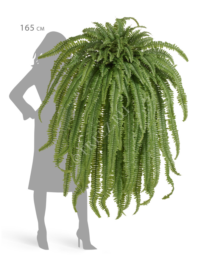 Папоротник Бостон Новый свисающий Гигант фото