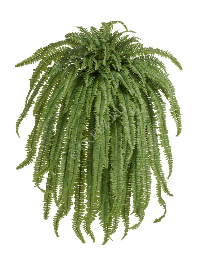 Папоротник Бостон Новый свисающий Гигант фото