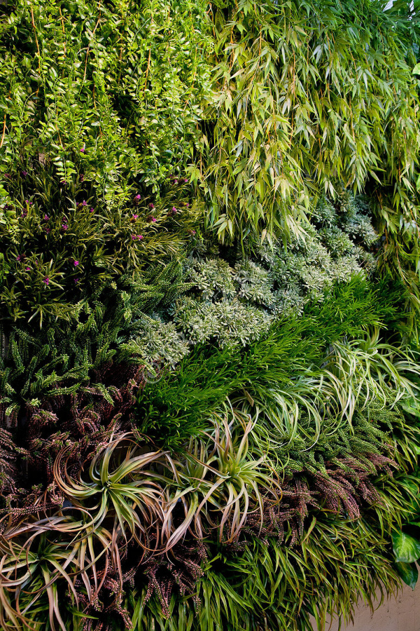 Папоротник Лесной ампельный фото