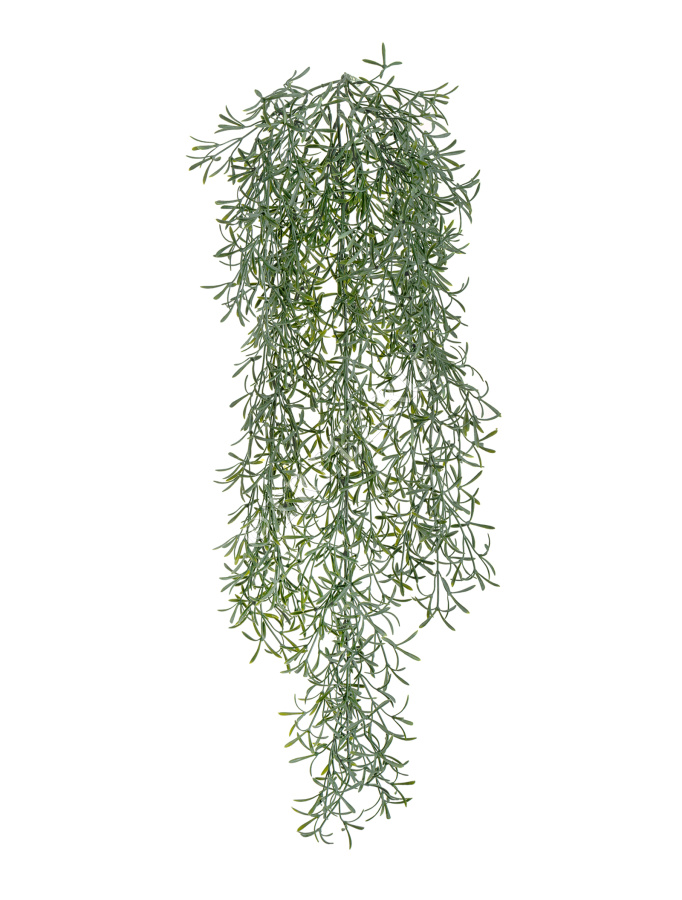 Аспарагус Шпренгера куст св. серый припылённый ампельный фото