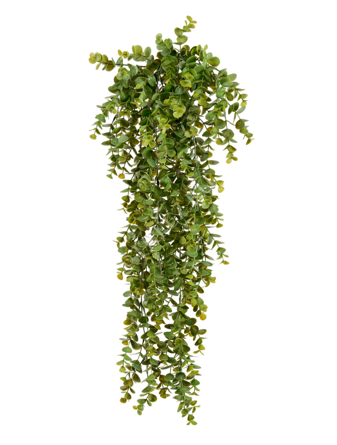 Эвкалипт зелёный большой куст ампельный фото