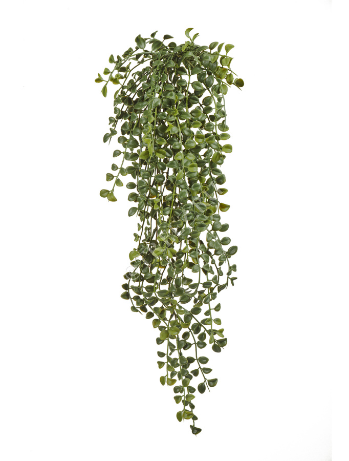 Дисхидия ампельная фото