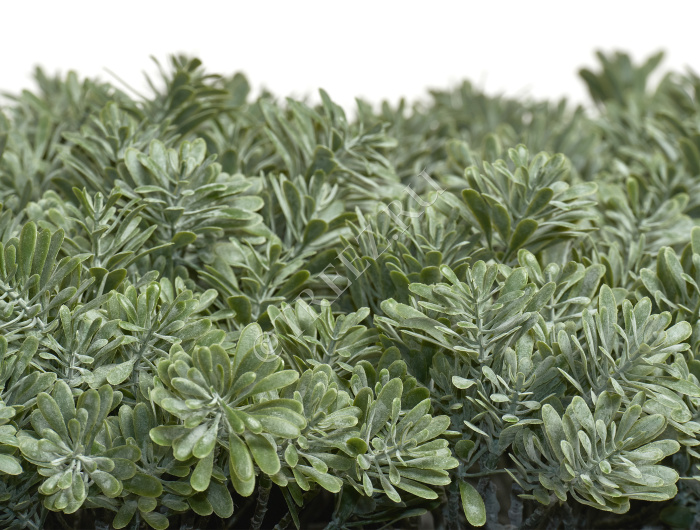 Дасти Миллер куст серо-зелёный припылённый фото