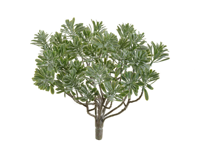 Дасти Миллер куст серо-зелёный припылённый фото