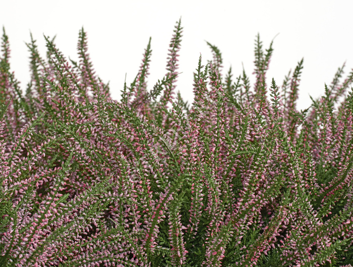 Эрика (вереск) куст нежно-розовый фото