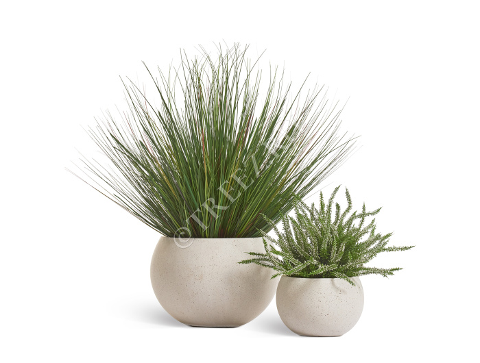 Эрика (вереск) большой куст белый фото