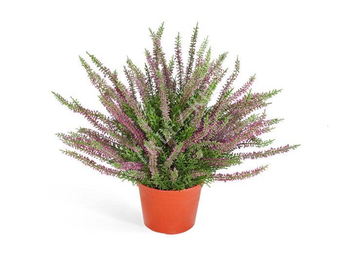 Эрика (вереск) большой куст тёмно-сиреневый фото