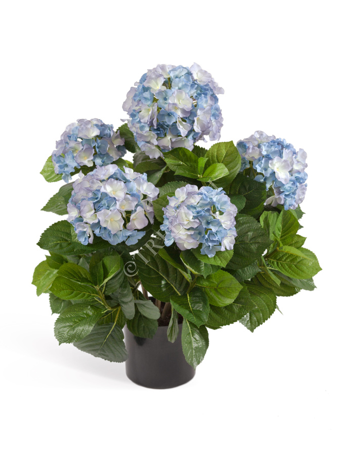 Гортензия куст тёмно-голубой большой в горшке фото