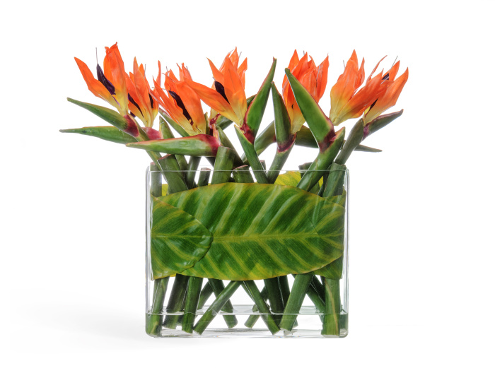 Стрелиции в Листах в стекле с водой 47 см фото
