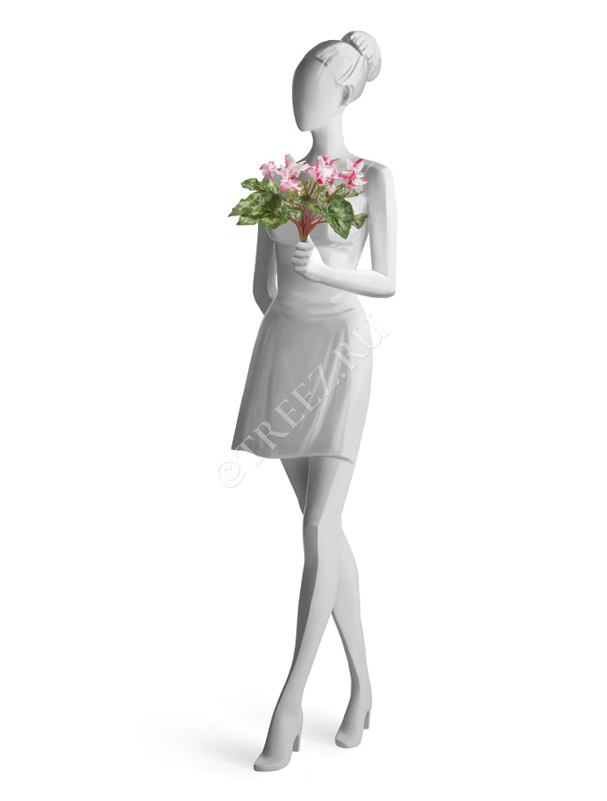 Цикламен куст бело-розовый большой фото