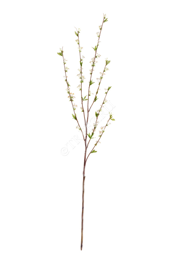 Ветка Спиреи белая средняя фото