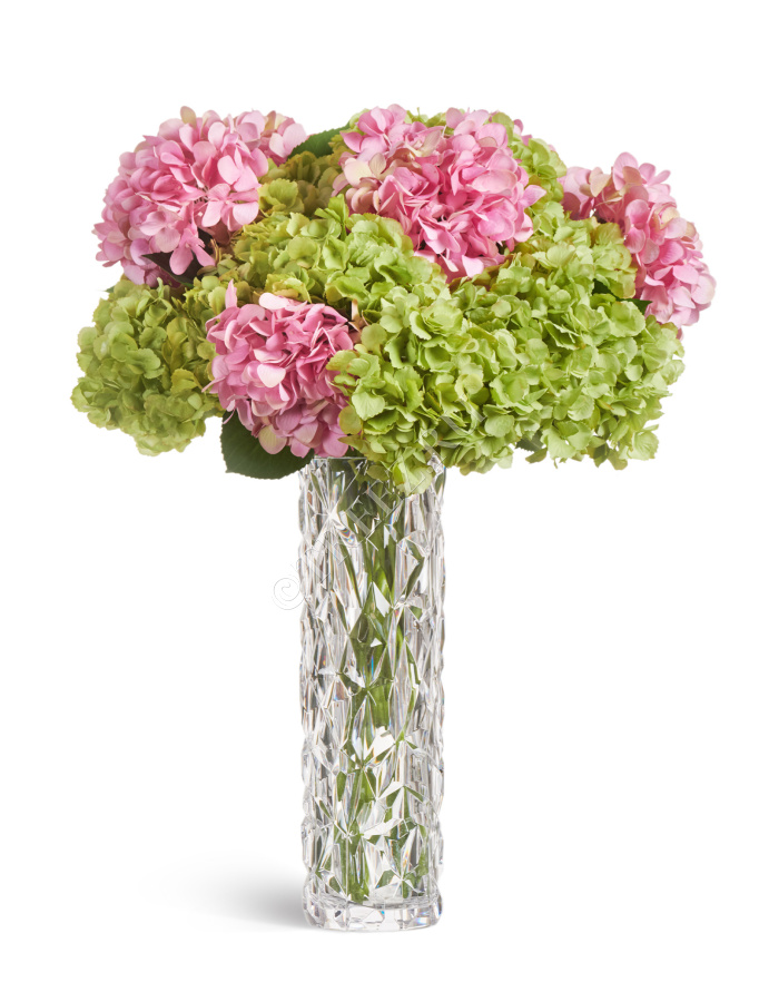 Гортензия махровая светло-зеленая фото