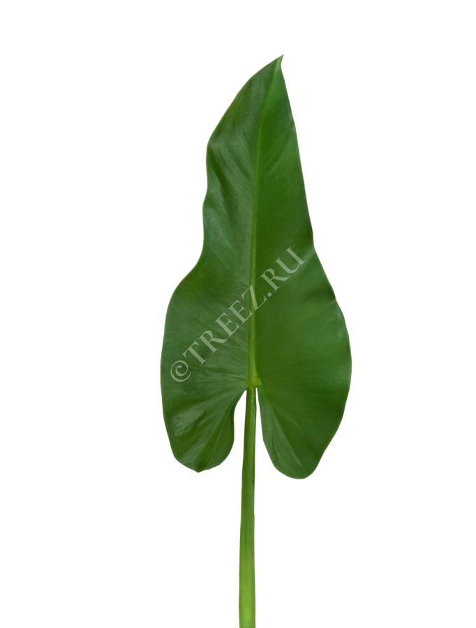 Лист Каллы фото