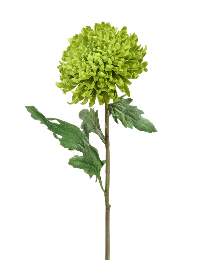 Хризантема Шамрок зелёная фото