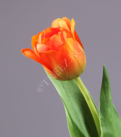 Тюльпан Даймонд оранжевый фото