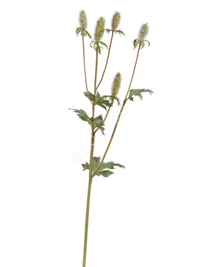 Эрингиум Элегант светло-зелёный фото