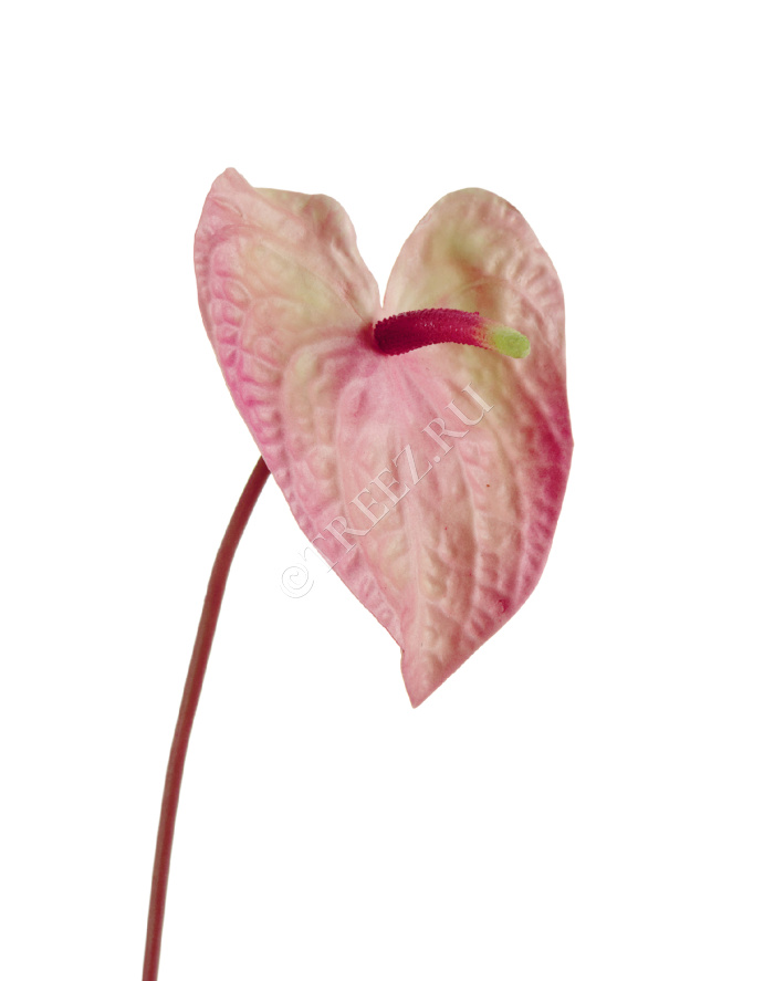 Антуриум Макс нежно-розовый с кремово-зелёным фото