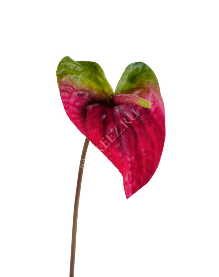 Антуриум Макс зелёный с малиново-бордовым фото