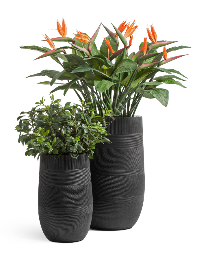 Кашпо TREEZ ERGO - Graphics - Высокая округлая чаша - Чёрный графит фото