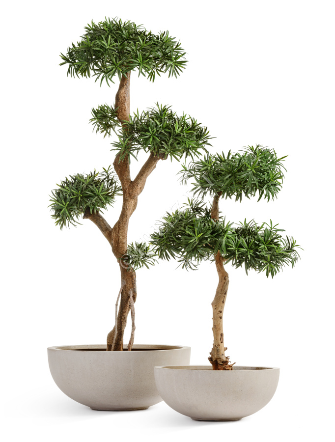 Сет № 75 - Композиция с подокарпусами в кашпо Treez Effectory Beton фото