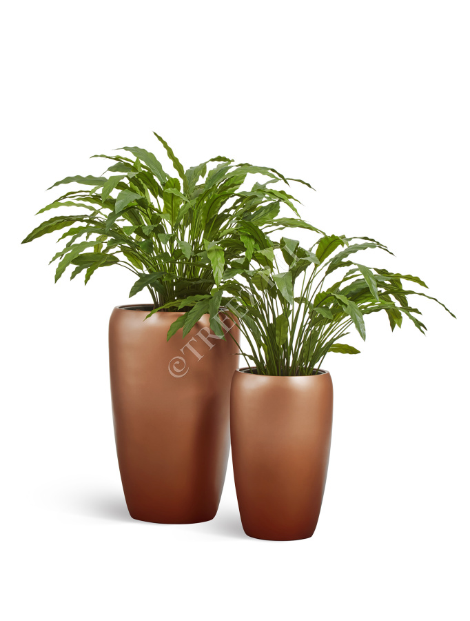 Сет № 115 - Композиция с калатеями в кашпо Treez Effectory Metal фото