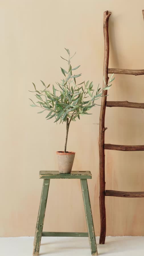 Олива Элегант (серия Prime) в керамическом кашпо фото